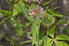 Buffalo Clover, Trifolium reflexum