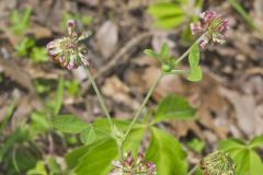 Buffalo Clover, Trifolium reflexum