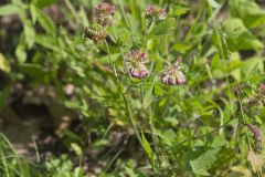 Buffalo Clover, Trifolium reflexum