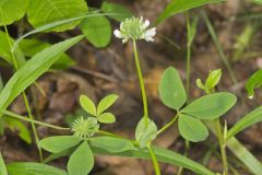 Buffalo Clover, Trifolium reflexum