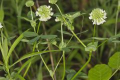 Buffalo Clover, Trifolium reflexum