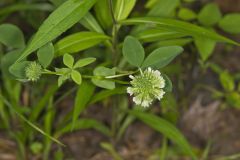 Buffalo Clover, Trifolium reflexum