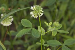 Buffalo Clover, Trifolium reflexum