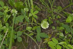 Buffalo Clover, Trifolium reflexum