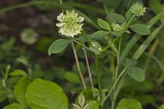 Buffalo Clover, Trifolium reflexum