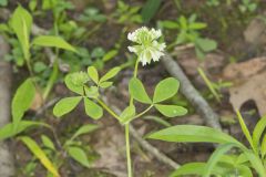 Buffalo Clover, Trifolium reflexum
