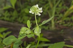 Buffalo Clover, Trifolium reflexum