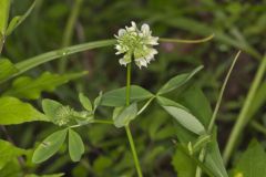 Buffalo Clover, Trifolium reflexum
