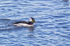 Bufflehead, Bucephala albeola