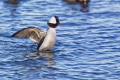 Bufflehead, Bucephala albeola