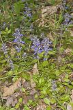 Bugleweed, Ajuga reptans