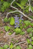 Bugleweed, Ajuga reptans