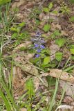 Bugleweed, Ajuga reptans