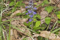 Bugleweed