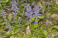 Bugleweed, Ajuga reptans
