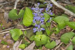 Bugleweed, Ajuga reptans