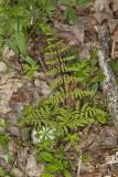 Bulblet Bladder Fern, Cystopteris bulbifera