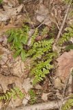 Bulblet Bladder Fern, Cystopteris bulbifera