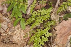 Bulblet Bladder Fern