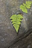 Bulblet Bladder Fern, Cystopteris bulbifera