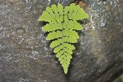 Dryopteridaceae, Wood Fern Family