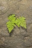 Bulblet Bladder Fern, Cystopteris bulbifera