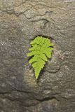 Bulblet Bladder Fern, Cystopteris bulbifera
