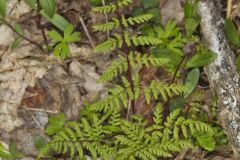 Bulblet Bladder Fern, Cystopteris bulbifera