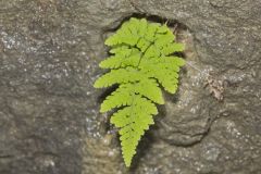 Bulblet Bladder Fern, Cystopteris bulbifera