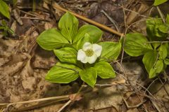 Bunchberry
