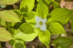 Bunchberry, Cornus canadensis