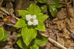 Bunchberry, Cornus canadensis