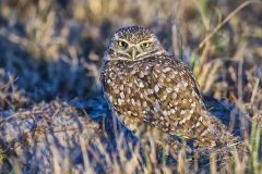 Burrowing Owl