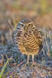 Burrowing Owl, Athene cunicularia