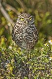 Burrowing Owl, Athene cunicularia