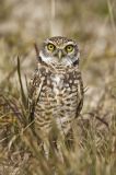 Burrowing Owl, Athene cunicularia