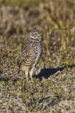 Burrowing Owl, Athene cunicularia