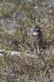 Burrowing Owl, Athene cunicularia