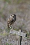 Burrowing Owl, Athene cunicularia