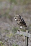 Burrowing Owl, Athene cunicularia