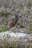 Burrowing Owl, Athene cunicularia