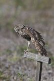 Burrowing Owl, Athene cunicularia