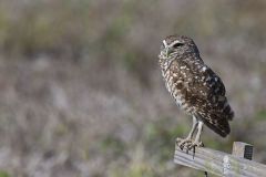 Burrowing Owl, Athene cunicularia