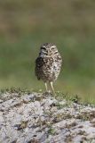 Burrowing Owl, Athene cunicularia
