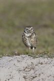 Burrowing Owl, Athene cunicularia