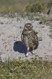 Burrowing Owl, Athene cunicularia
