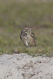 Burrowing Owl, Athene cunicularia