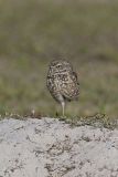 Burrowing Owl, Athene cunicularia