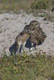 Burrowing Owl, Athene cunicularia