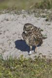 Burrowing Owl, Athene cunicularia